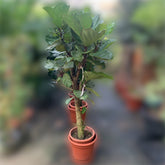 Ficus Lyrata Topiary