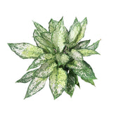 Aglaonema 'Snow White'