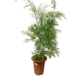 Acacia Fimbriata (JAPAN)