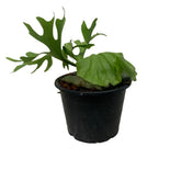 Platycerium Ridleyi