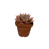 Echeveria Floriditi Variegated