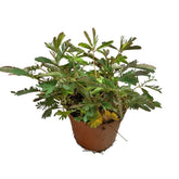 Mimosa Pudica (Sensitive Plant) - Bundle of 10 pots