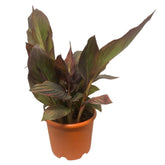 Canna Lily tropicanna