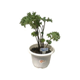 Farfugium Japonicum (Leopard Plant) Assorted