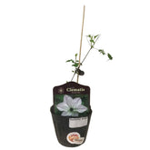 Limited Edition Clematis Plants (Japan)
