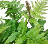Dryopteris Erythrosora 红盖鳞毛蕨