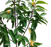 Magnolia Champaca (Cempaka kuning)