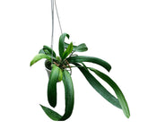 Anthurium vittarifolium (Strap Leaf Anthurium)