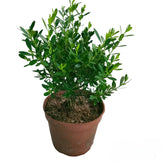 Buxus harlandii