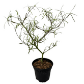 Euphorbia hedyotoides
