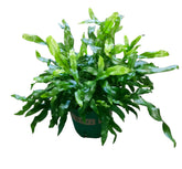 Zealandia pustulata (Kangaroo Fern)