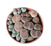 Lithops (Living Stone)