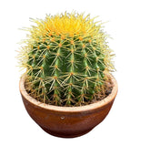 Echinocactus Grusonii (Golden Barrel Cactus)