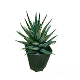 Haworthia Fasciata 'Alba' Albino
