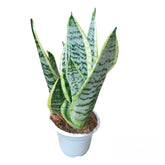 Sansevieria Superba 'Snow White'
