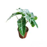 Alocasia Longiloba