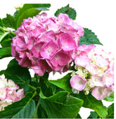 Potted Hydrangea 绣球花