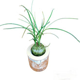 Ponytail Palm (Beaucarnea recurvata)
