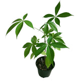 Ceiba Speciosa (Japan)