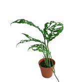 Monstera Obliqua