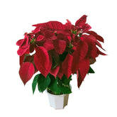 Red Poinsettia (Euphorbia Pulcherrima) Candy Floriculture