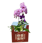 Phalaenopsis Orchid Centerpiece (3593)
