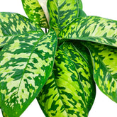 Homalomena Army