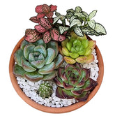 Potted Succulent Gift