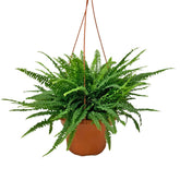 Boston Fern (Nephrolepis Exaltata)