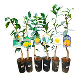 Lemon Tree - Citrus assorted (Japan)