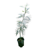 Grevillea