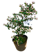 Rulingia hermanniifolia 天皇梅