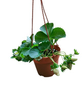 White Strawberry - Pineberry (Fragaria Ananassa)