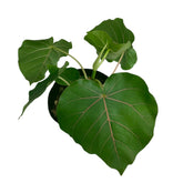 Ficus petiolaris