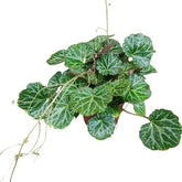 Saxifraga Stolonifera (Strawberry Begonia)