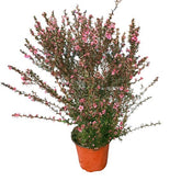 Leptospermum scoparium (Broom Tea-Tree) Candy Floriculture