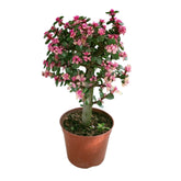 Portulacaria Afra (Elephant Bush)