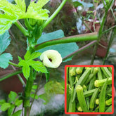 Okra 秋葵 Ladies Fingers (Abelmoschus Esculentus)