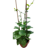 Malabar Spinach (Basella Alba) 帝皇苗