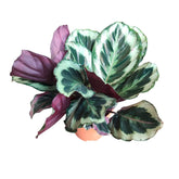 Calathea Shinestar
