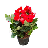 Begonia Rose