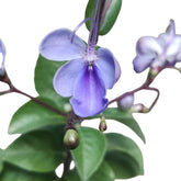 Rotheca myricoides (Japan)