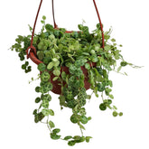String of Turtle (Peperomia Prostrata)