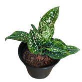 Aglaonema 'Siti'