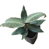 Labisia sp. Pink Vein (708)