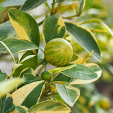 Citrus Aurantiifolia Variegated (Variegated Lime)