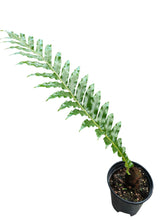 Aglaomorpha coronans (Snake Leaf Fern)