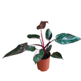 Philodendron Pink Princess