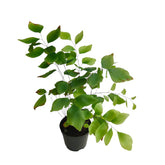 Adiantum peruvianum (Maidenhair Fern)