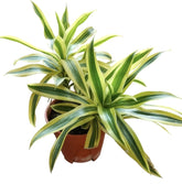 Dracaena Reflexa (Song of India)